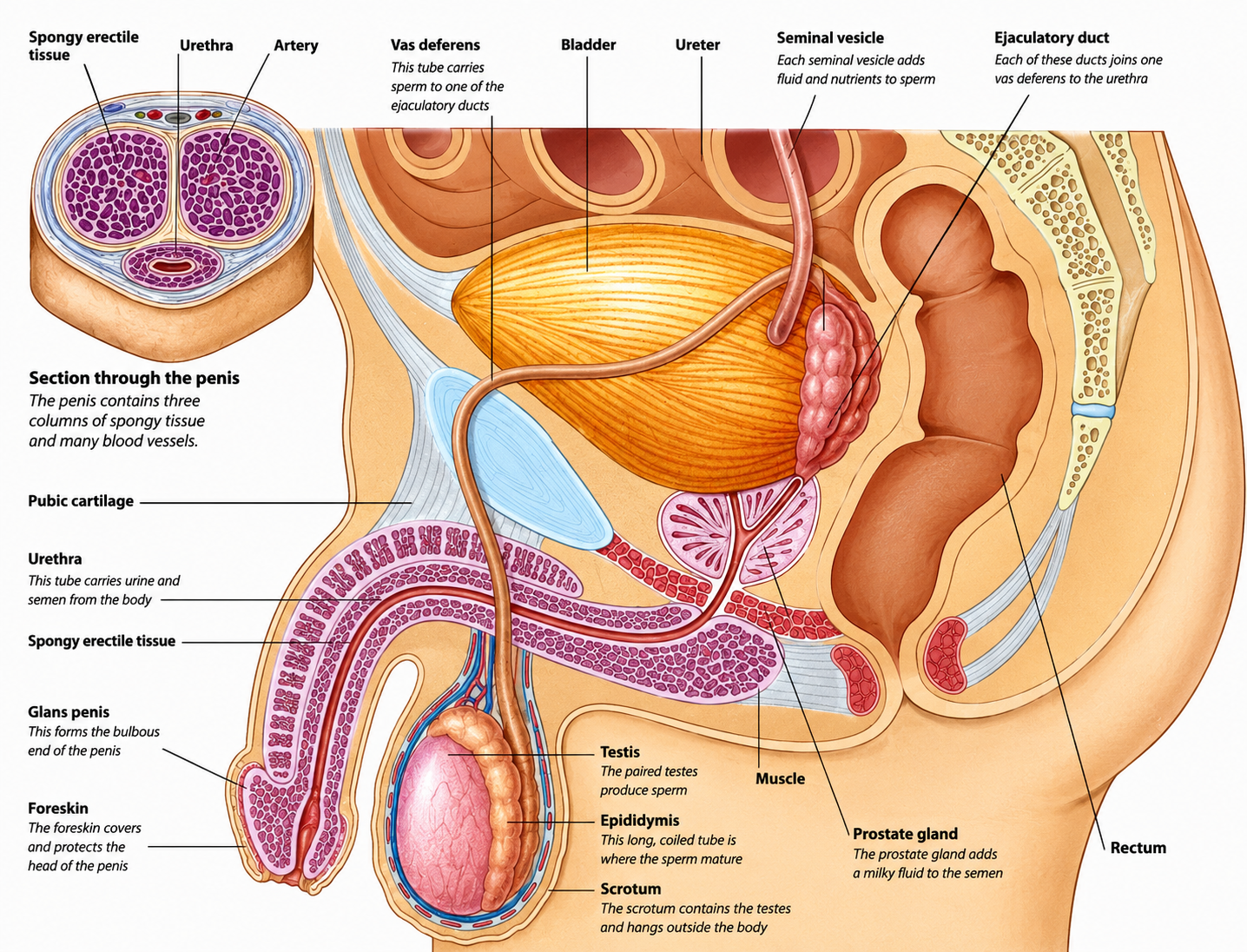 Male Repoductive image