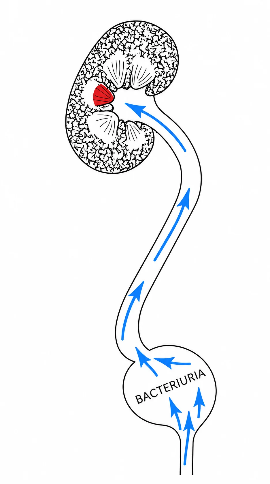 A3u image