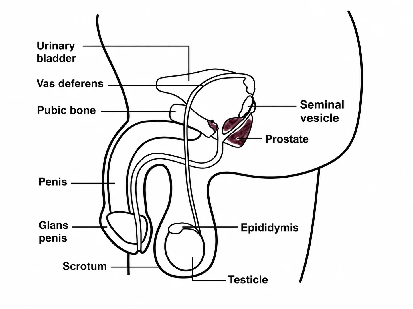 P2 image